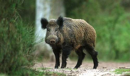 Gyventojų žiniai dėl trichineliozės Ratašilio (Kurklių sen.) miške
