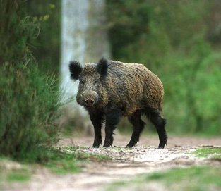 Gyventojų žiniai dėl trichineliozės Ratašilio (Kurklių sen.) miške