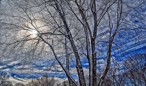 Lietuvos arboristų asociacijos atstovai pasakos apie medžių priežiūros ypatumus