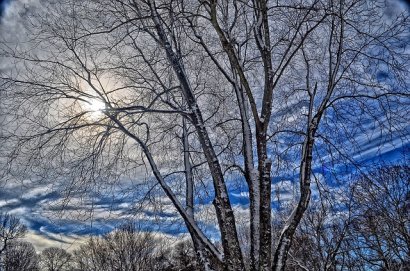 Lietuvos arboristų asociacijos atstovai pasakos apie medžių priežiūros ypatumus