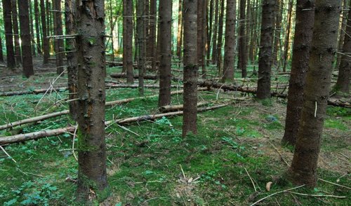 Panaikinamos apribojimo priemonės dėl trichineliozės Andrioniškio seniūnijos Plikiškių miške  