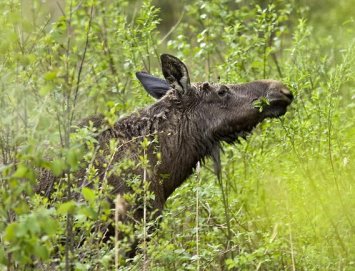 Priimamos paraiškos medžiojamųjų gyvūnų daromos žalos prevencinėms priemonėms diegti Anykščių rajone