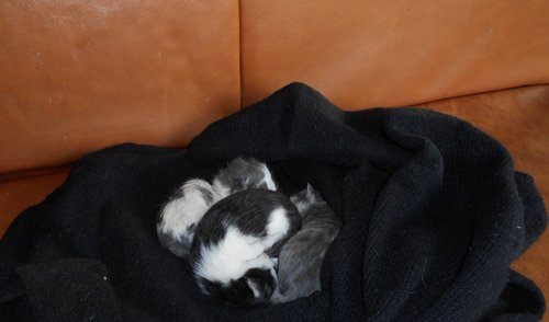 Žiauriai besielgiantiems su gyvūnais grės baudos