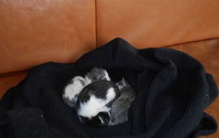 Žiauriai besielgiantiems su gyvūnais grės baudos