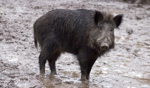 Dėl afrikinio kiaulių maro Anykščių rajone