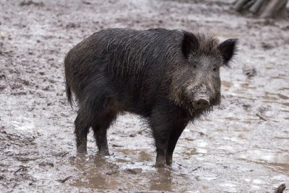 Dėl afrikinio kiaulių maro Anykščių rajone