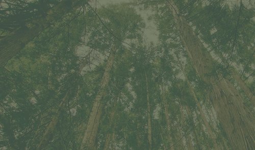 Kovo 11-ąją kviečia pasitikti gražinant Buteikių piliakalnį 