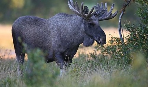 Priimamos paraiškos medžiojamųjų gyvūnų daromos žalos prevencinėms priemonėms diegti Anykščių rajone