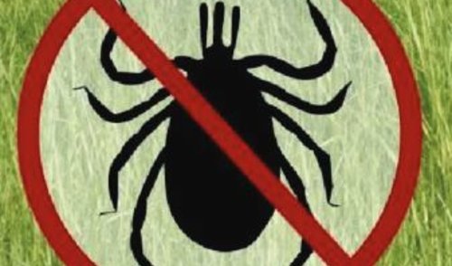 Dar nevėlu pasiskiepyti nuo erkinio encefalito