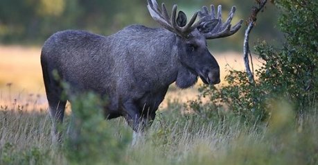 Priimamos paraiškos medžiojamųjų gyvūnų daromos žalos prevencinėms priemonėms diegti Anykščių rajone