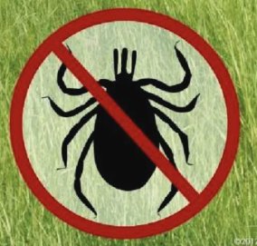 Dar nevėlu pasiskiepyti nuo erkinio encefalito