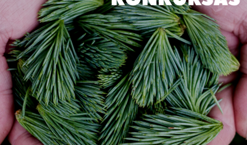 Kviečiame registruotis į „Tarptautinį floristinių kilimų konkursą“ Anykščiuose!