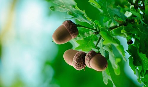 Pasaulinei turizmo dienai paminėti – „Turizmo gilės“ 