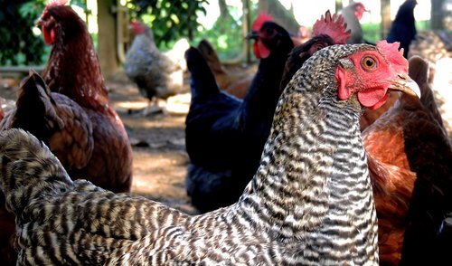 Apsaugokime naminius paukščius nuo paukščių gripo