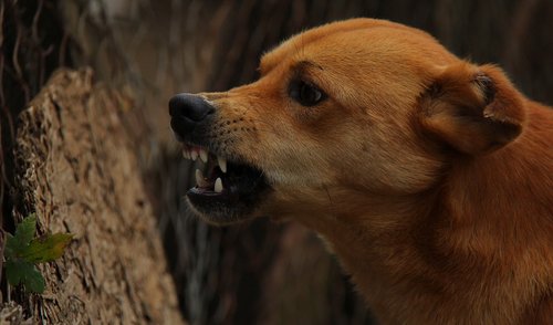 Rugsėjo 28-oji – pasaulinė pasiutligės diena