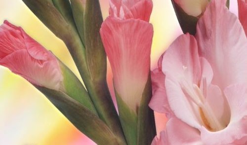 Sveikinimas Rugsėjo 1-osios proga