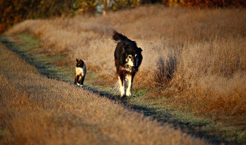Anykščiuose vyks nemokamos gyvūnų sterilizacijos akcija 