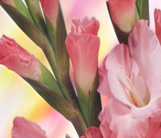 Sveikinimas Rugsėjo 1-osios proga