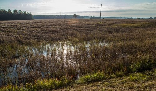 Vyriausybė skelbia ekstremaliąją situaciją dėl liūčių padarytos žalos žemdirbiams