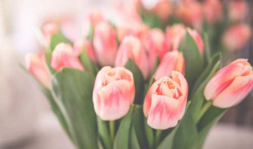 Sveikinimas Medicinos darbuotojų dienos proga