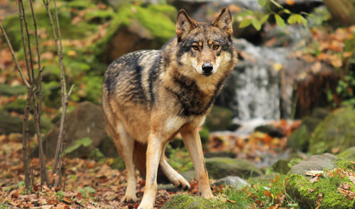 Priimamos paraiškos medžiojamųjų gyvūnų daromos žalos prevencinėms priemonėms diegti Anykščių rajone