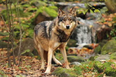 Priimamos paraiškos medžiojamųjų gyvūnų daromos žalos prevencinėms priemonėms diegti Anykščių rajone