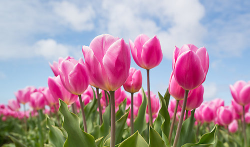 Sveikinimas Motinos dienos proga