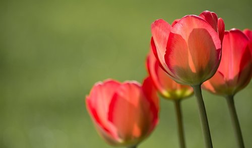 Sveikinimas Šv. Florijono dienos proga