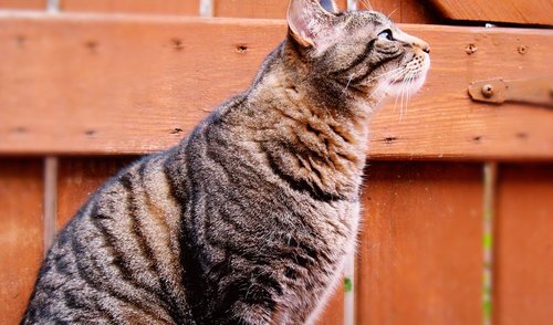 Bešeimininkėms katėms – šėrimo nameliai 