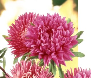 Mieli mokiniai ir mokytojai!