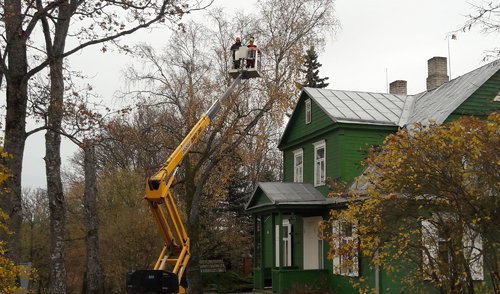 Arboristai atgaivino senąjį Baranauskų beržą