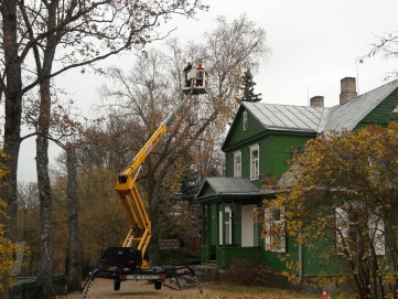Arboristai atgaivino senąjį Baranauskų beržą