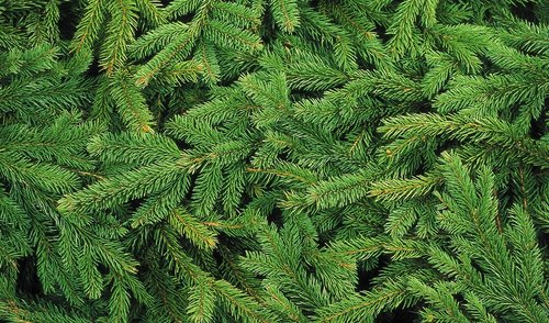 Valstybinių miškų urėdijos miškininkai dovanodami eglės šakas primena apie atsakingumą miške