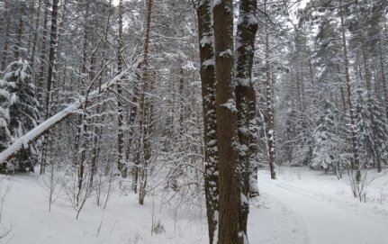 Miškas prie Laimės žiburio bus sutvarkytas be trikdžių jo gyvenimui