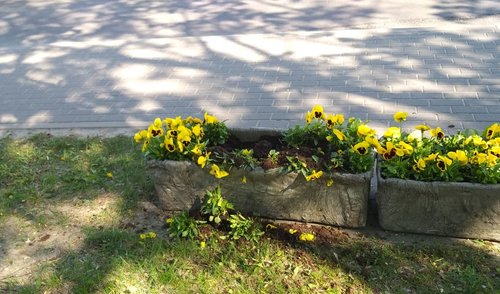 Niokojami miesto gėlynai