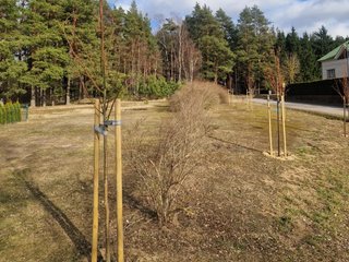 Anykščiuose vykdomų darbų metu skiriamas dėmesys ir želdinių apsaugai
