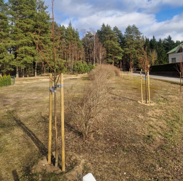 Anykščiuose vykdomų darbų metu skiriamas dėmesys ir želdinių apsaugai