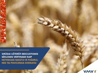 Neatsakingumas kainuoja brangiai: tarp maistinių ar pašarinių grūdų aptiktos beicuotos sėklos...
