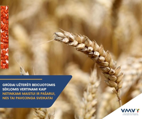 Neatsakingumas kainuoja brangiai: tarp maistinių ar pašarinių grūdų aptiktos beicuotos sėklos...