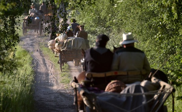 Pažvelgti į kaimo kultūrą iš arčiau – keliautojai tradiciniais žemaitukų kinkiniais riedės po...