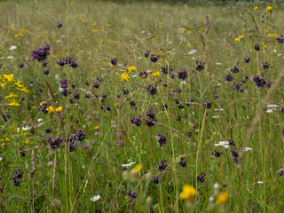 Parengtas naujas natūralių pievų ir ganyklų, pelkių ir šaltinynų specialiųjų žemės naudojimo...
