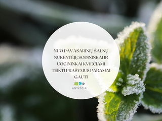 Nuo pavasarinių šalnų nukentėję sodininkai ir uogininkai kviečiami teikti prašymus paramai gauti