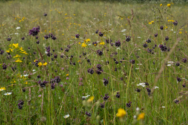 Parengtas naujas natūralių pievų ir ganyklų, pelkių ir šaltinynų specialiųjų žemės naudojimo...