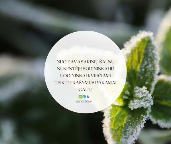 Nuo pavasarinių šalnų nukentėję sodininkai ir uogininkai kviečiami teikti prašymus paramai gauti