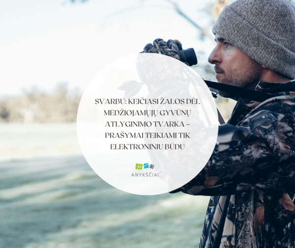 Svarbu: keičiasi žalos dėl medžiojamųjų gyvūnų atlyginimo tvarka – prašymai teikiami tik...